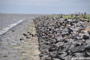 Austernfischer Austernfischer