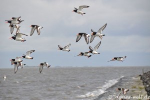 Austernfischer Austernfischer