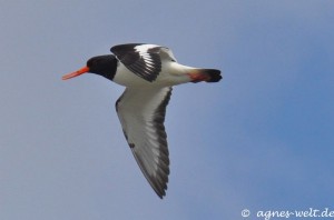 Austernfischer Austernfischer