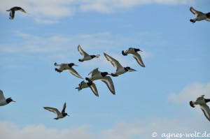 Austernfischer Austernfischer