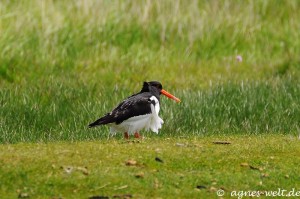 Austernfischer Austernfischer