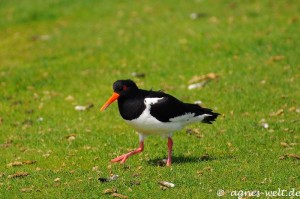 Austernfischer Austernfischer