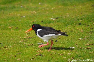 Austernfischer Austernfischer