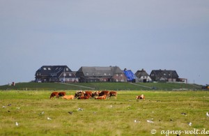 Rinder auf Langeneß