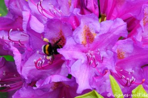 Rhododendronpark