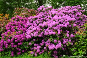 Rhododendronpark