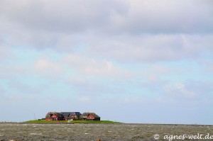 schwimmende Träume schwimmende Träume