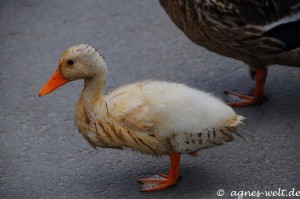 Landesgartenschau Papenburg