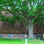 Rosenhaege