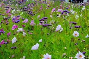 Landesgartenschau NRW in Zülpich