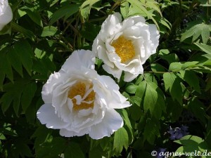 Der Nachtigall Pfingstgesang