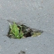 Asphalt