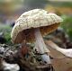 Pilze