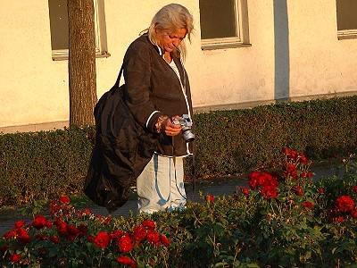 Sterlein im Rosenrausch