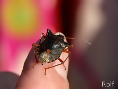 danke Rolf fr dieses Photo