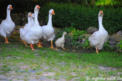 © by Agnes