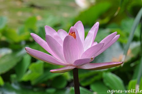 © by Agnes