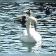 Der Schwan
