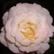 Roseninneres