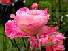Blumen