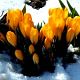Frhling